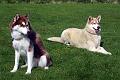 Siberian huskies